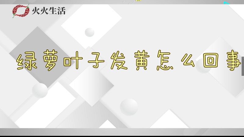 绿萝叶子发黄怎么回事