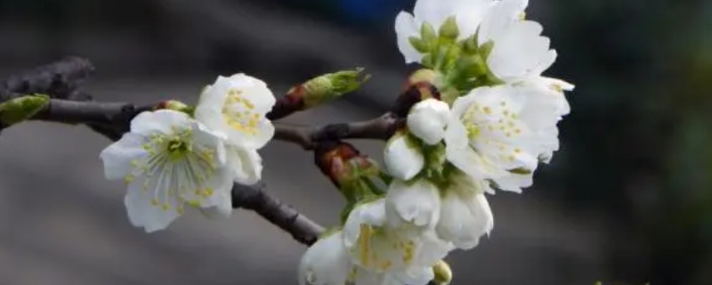 梨树开花时下雨好吗？